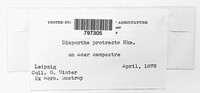 Diaporthe eres image